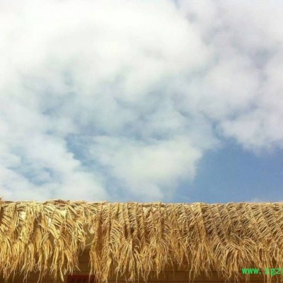 特级无硫特大党参 中药批发 甘肃地产药材 无硫全干新货 药食同源