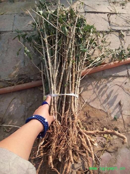 供应枸杞苗 黑枸杞苗 枸杞种苗等中药材种苗