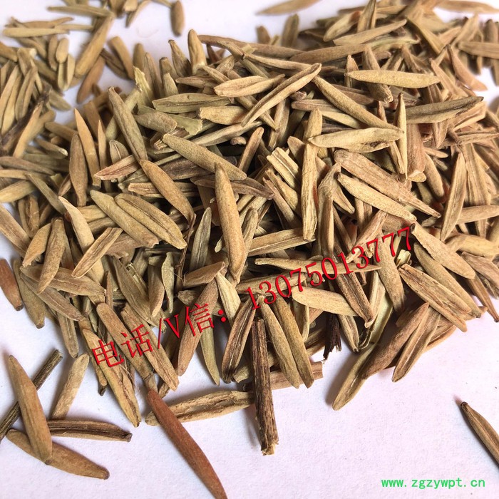 冷背中药材止泻木子 冷背中药材止泻木子