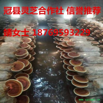 山东基地直销灵芝 批发中药 药食同源 **灵芝个子 量大价优