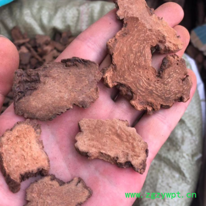 大货批发散装内蒙 锁阳 金锁阳 锁阳粉 各种规格 肉苁蓉