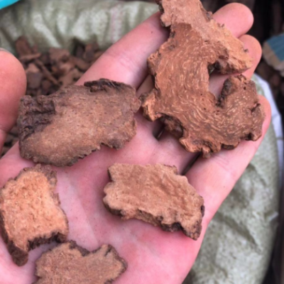 大货批发散装内蒙 锁阳 金锁阳 锁阳粉 各种规格 肉苁蓉