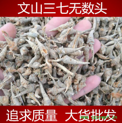 云南文山一年七无数头三七头水洗春小三七头无数头水洗田七500g