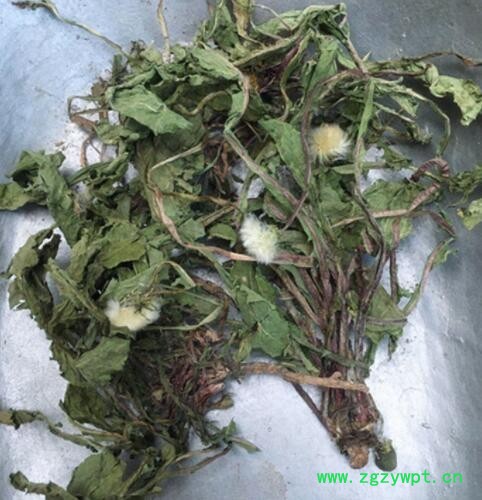 整棵蒲公英批发 散装蒲公英婆婆丁 蒲公英叶茶现货供应量大从优