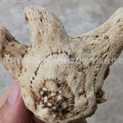 中药材旱白芨鲜白芨种苗三叉白芨现货批发 干白芨产地直销500g