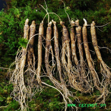 产地现货供应东北特产长白山小人参 火锅煲汤带土鲜人参规格齐全