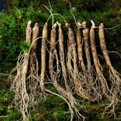 产地现货供应东北特产长白山小人参 火锅煲汤带土鲜人参规格齐全