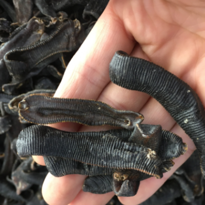 恒义中药材批发品质中药材清水蚂蟥 清水吊干水蛭 水蛭 各种