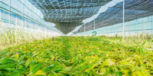 得荣：科技赋能中藏药材基地，高原农牧民变身致富带头人