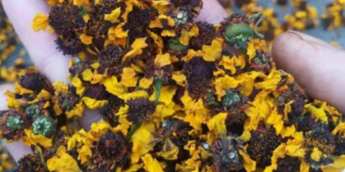 2022国家扶持种植药材项目有哪些？