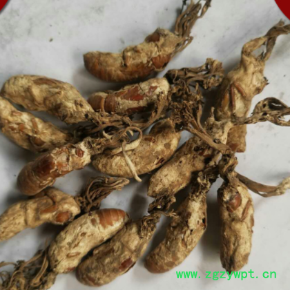 中药材 金蝉花 蝉蛹草 蝉茸 散装批发供应 各种规格