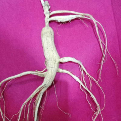 批发长白山 林下参 东北吉林 野山参 人参 中药材