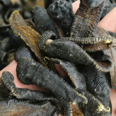 批发供应中药材 水蛭 水蛭干 清水吊干货蚂蟥 蚂蝗