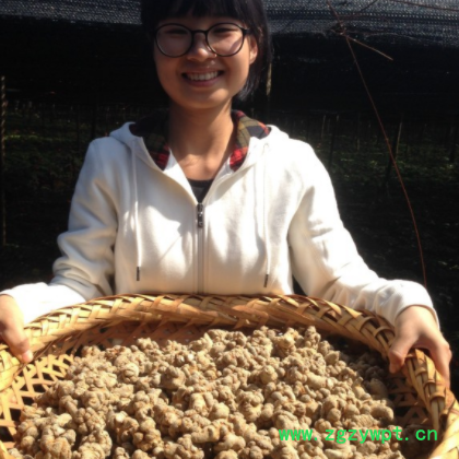 三七 云南文山产地 头子田七各种规格