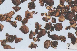 中药材真伪鉴别之——血竭