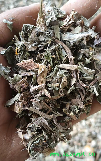败酱草