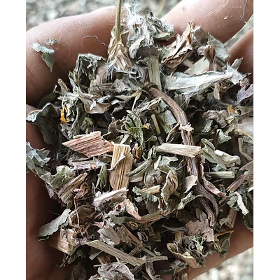 败酱草