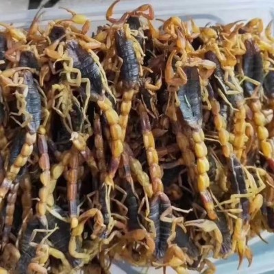 蝎子数量直供
