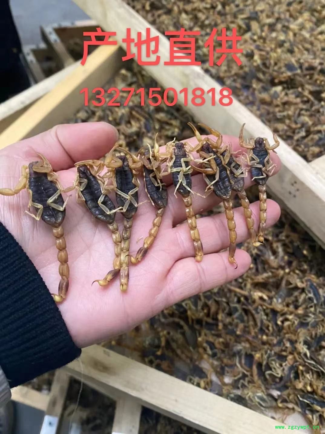 蝎子、蜈蚣、黄粉虫的养殖及销售