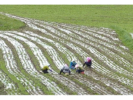 甘肃天祝：发挥地域优势发展中药材产业