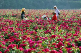 产新量大，玫瑰花行情进入低谷期！