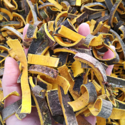 出售川黄柏 黄柏丝 去皮黄柏 黄柏个子大货 黄柏粉