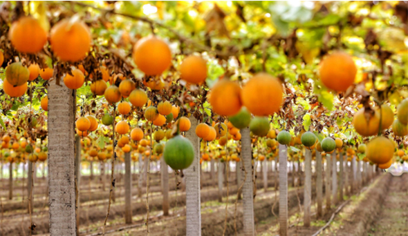 中药知识分享——瓜蒌