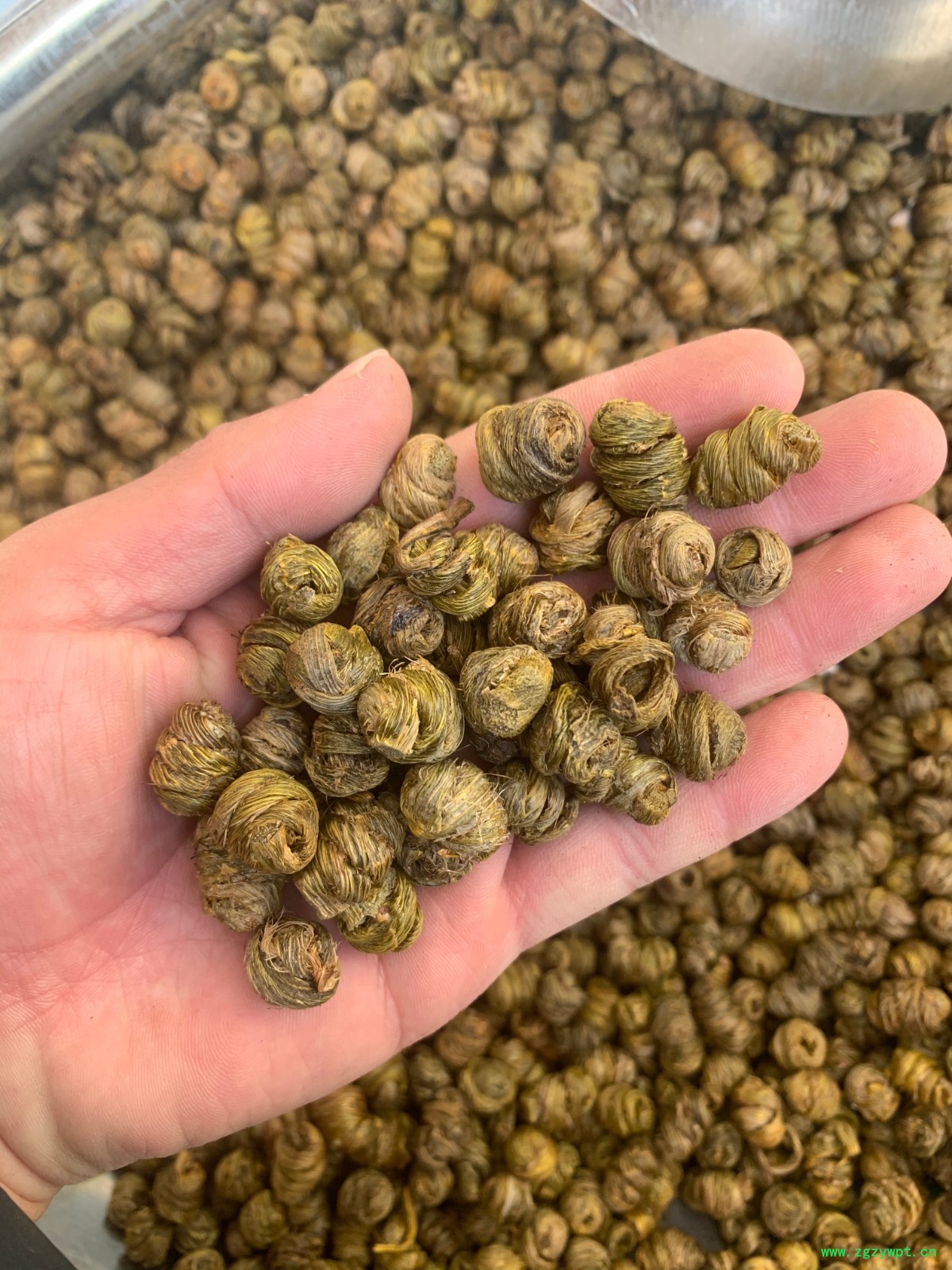 紫皮石斛枫斗
