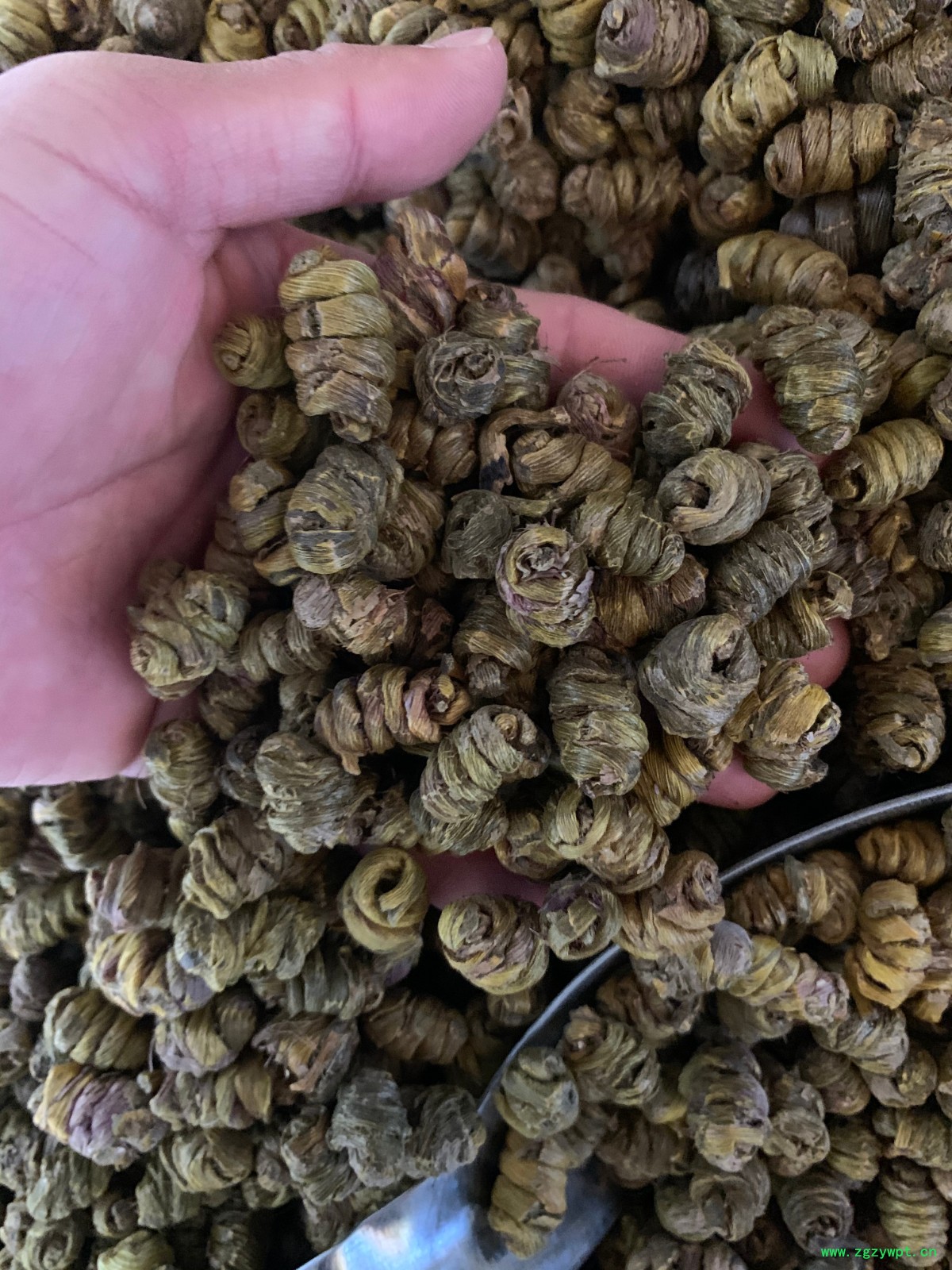 铁皮石斛枫斗