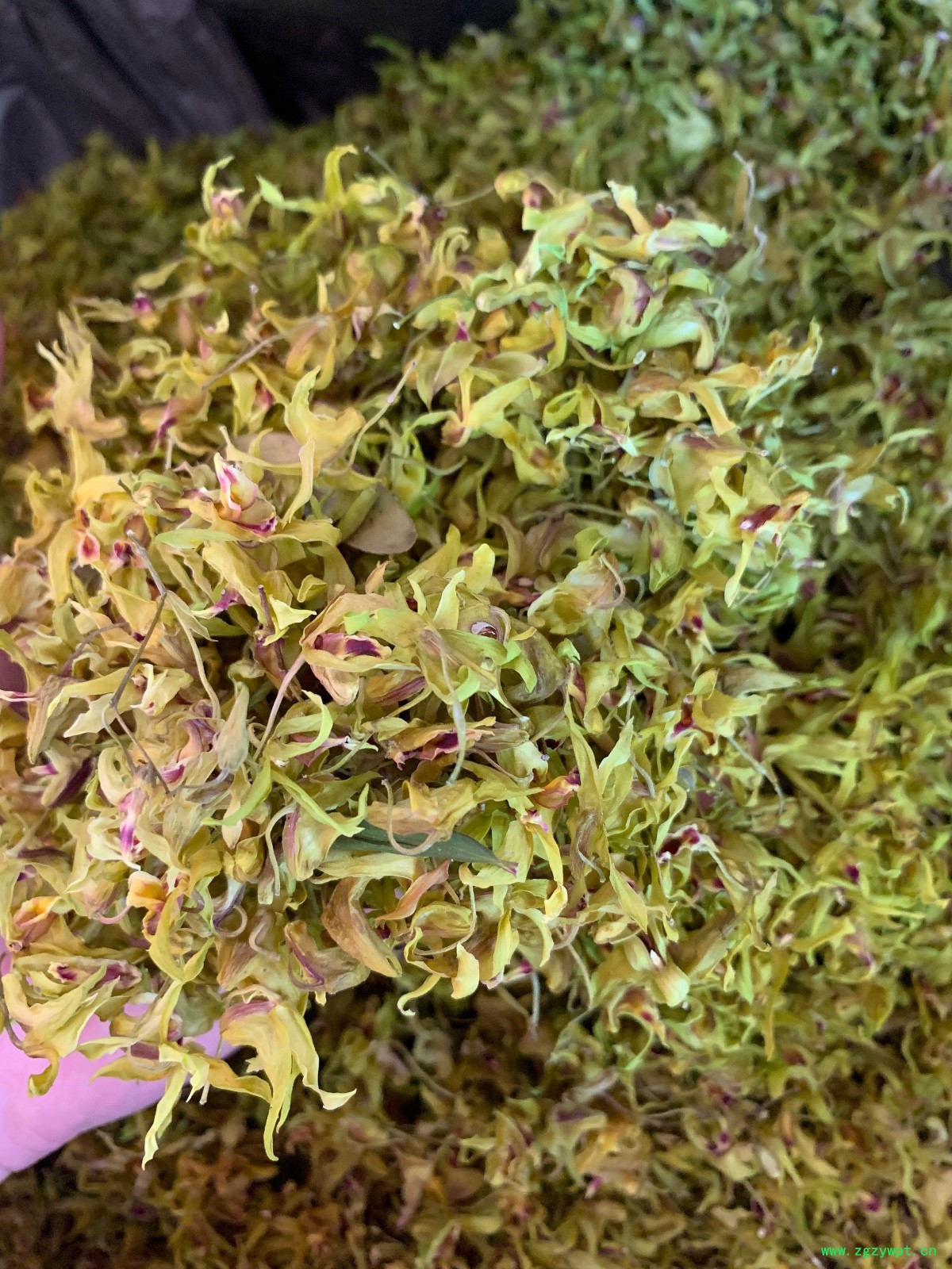 铁皮石斛花