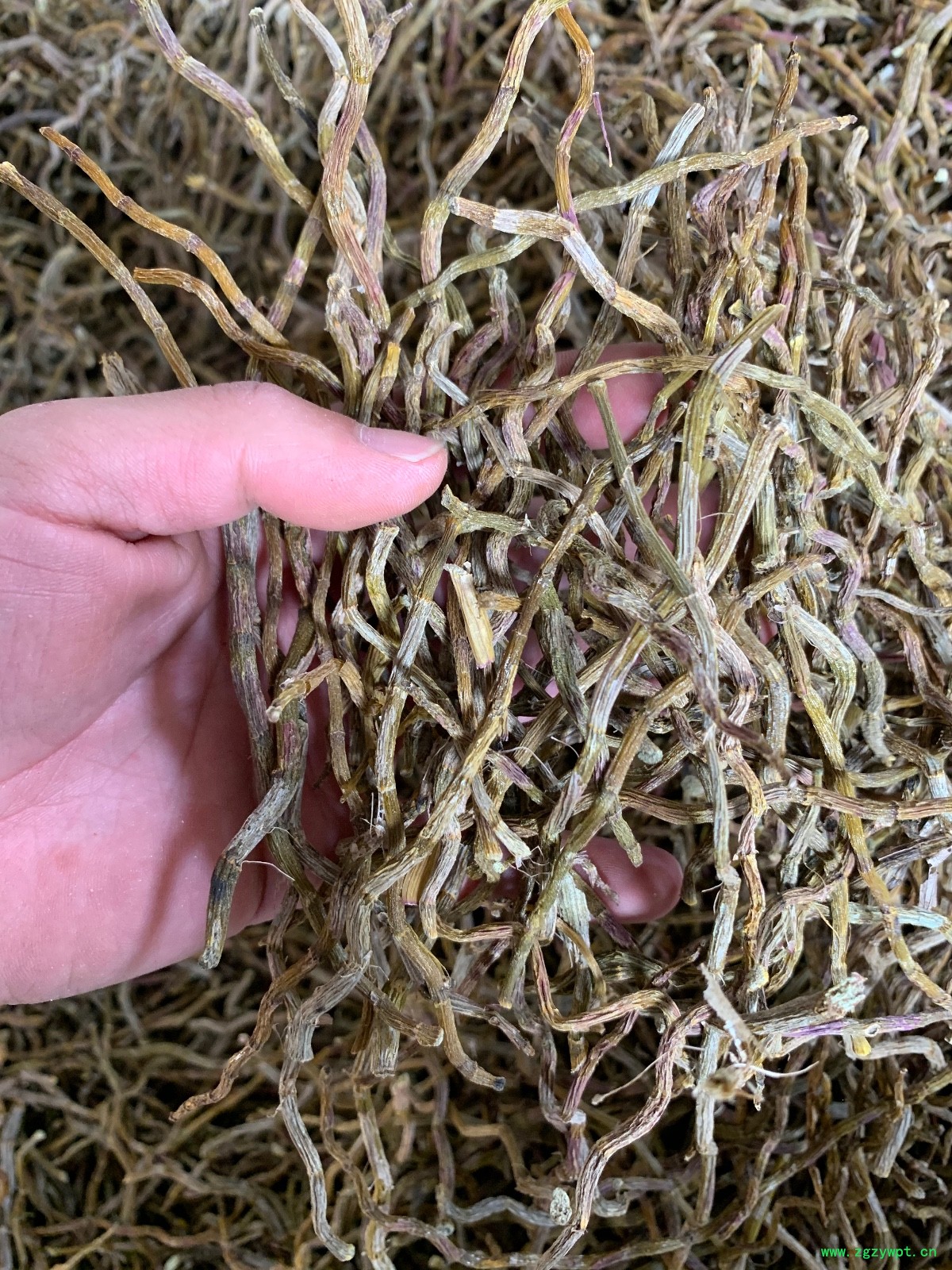 铁皮石斛干条