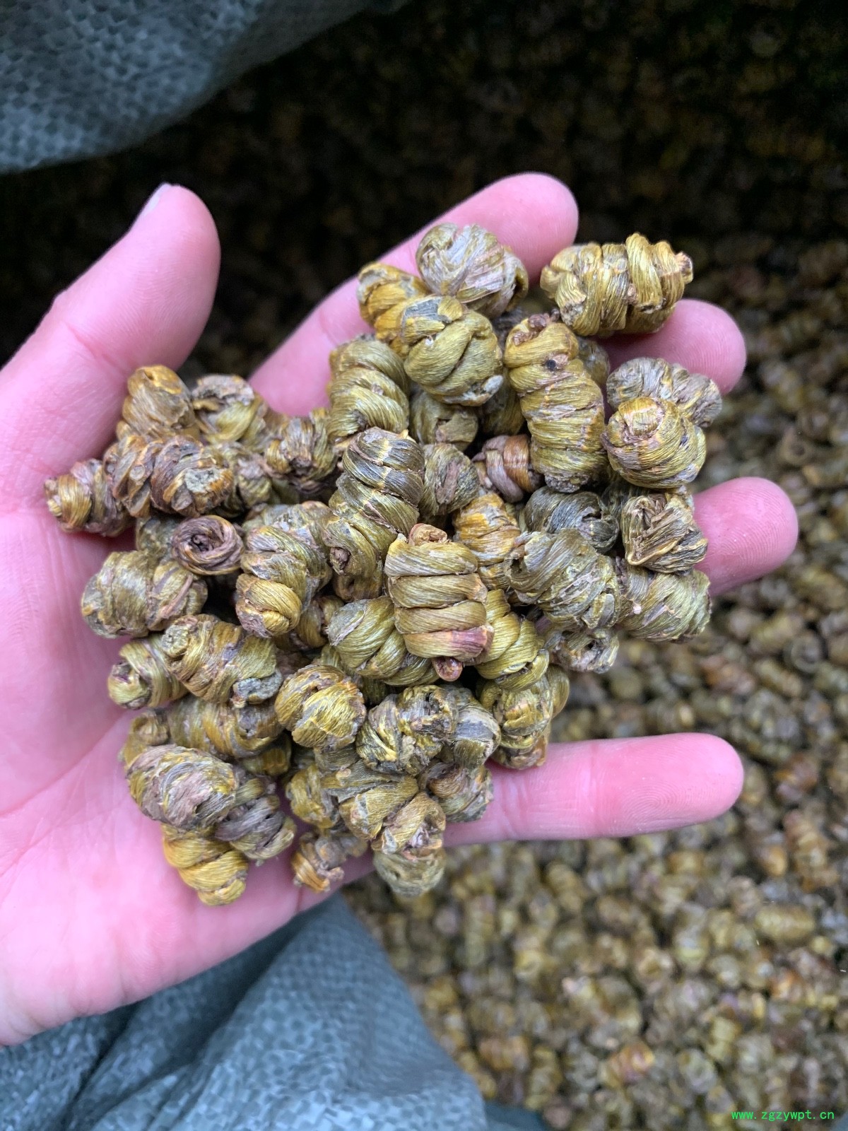 铁皮石斛枫斗