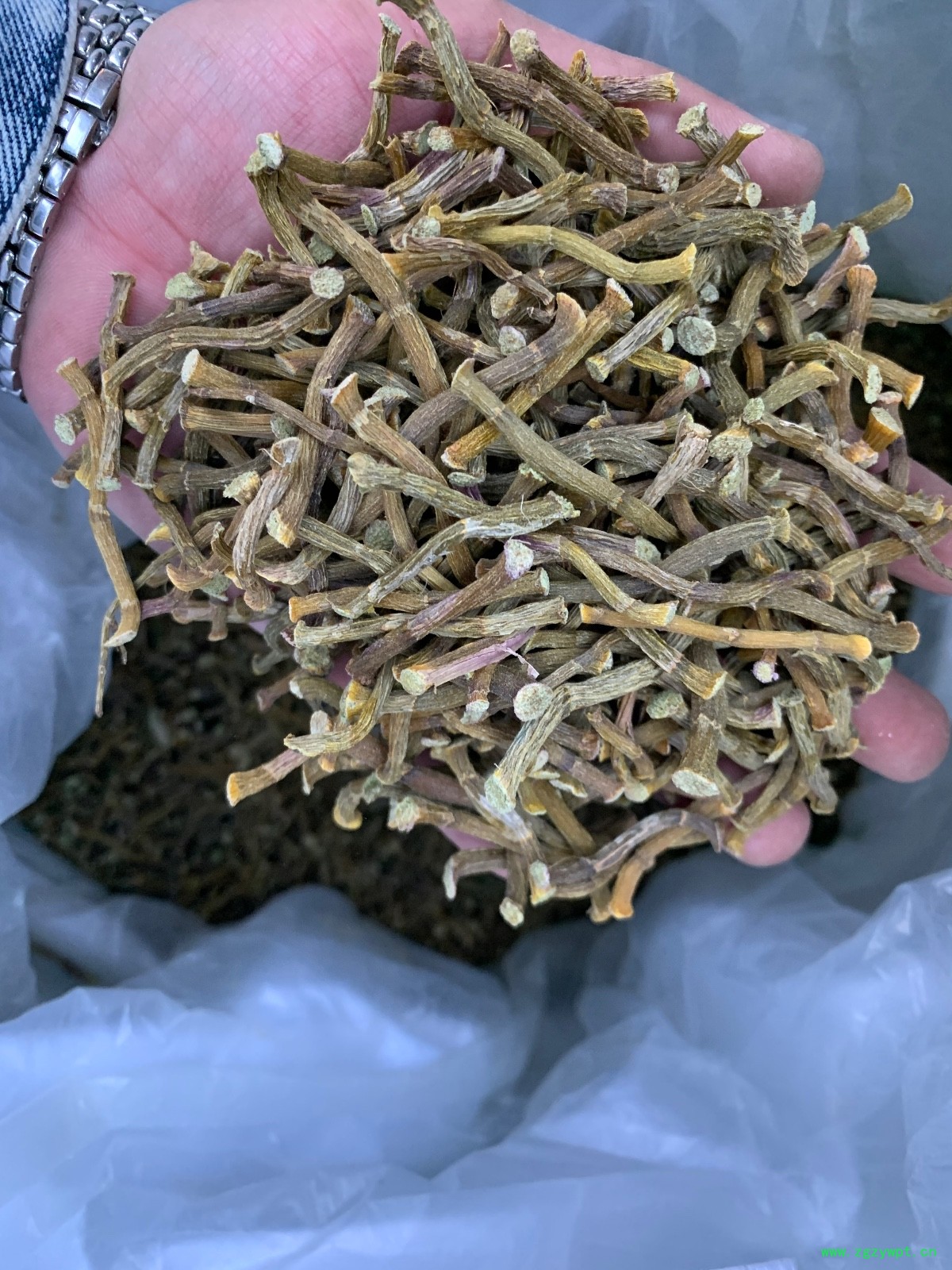 铁皮石斛寸条