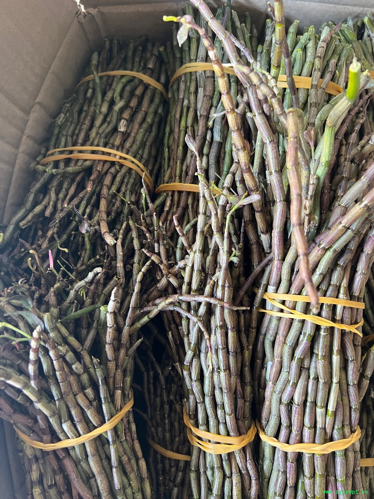 铁皮石斛鲜条