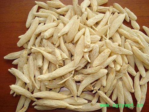 麦冬