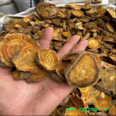 药用大黄，产自河南洛阳豫西山区，伏牛山区野生药材