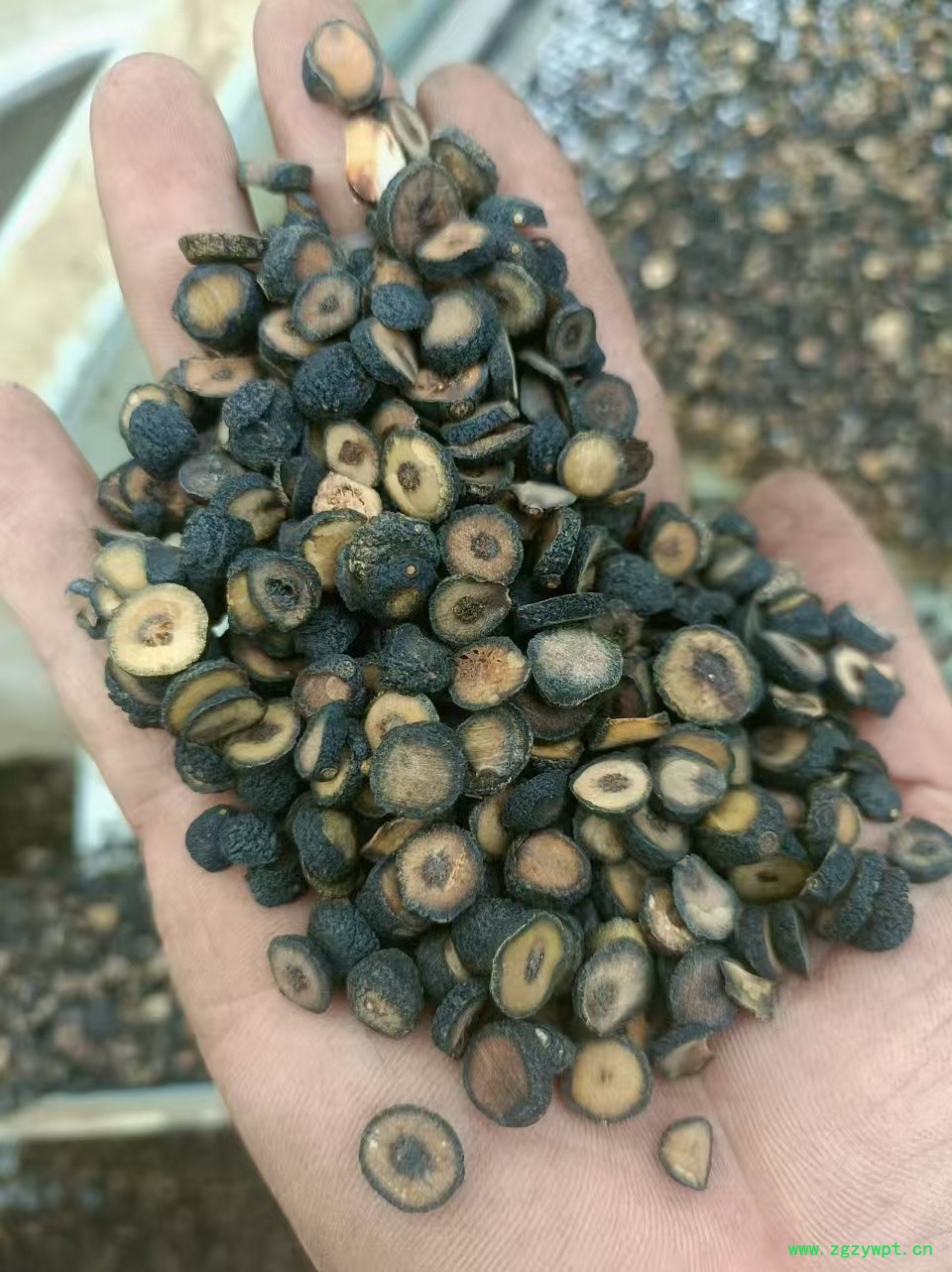 枳实薄片0.8-1.3㎝